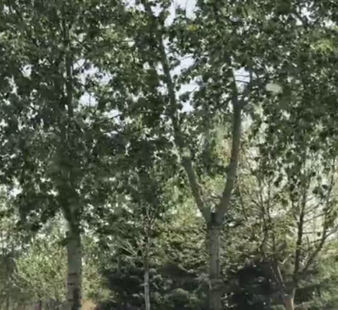 飞絮高发期， 消防安全不容忽视！