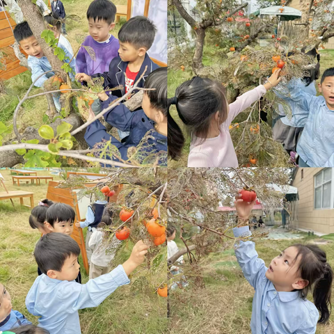 “嗨，有个‘柿'和你说”———东海县第三幼儿园中六班课程故事