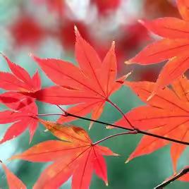 “寻秋节”活动大预告          —首钢幼教模式口幼儿园