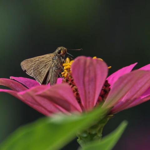 南风广场百日菊2023.9.18