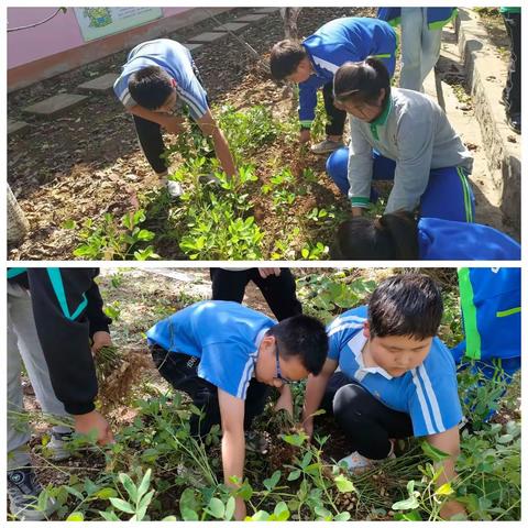 小小花生情，浓浓丰收乐 ——记马圈子中心小学劳动教育实践活动