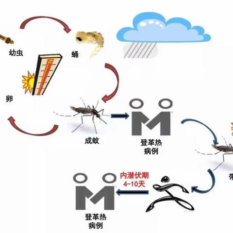 琼海市博鳌镇朝阳分园镇——登革热防控小知识