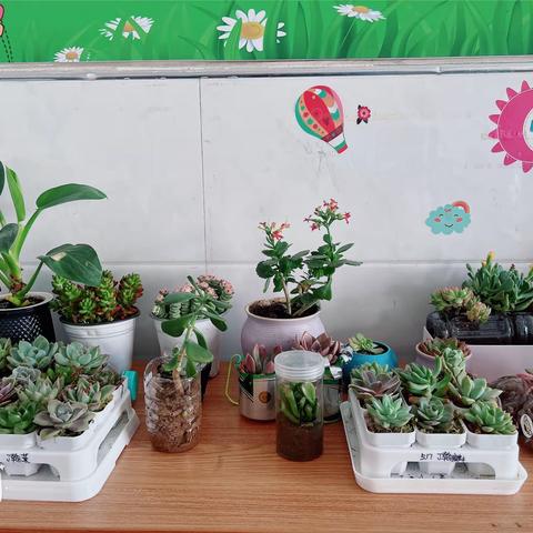 妙不可言的多肉植物 ———记五年级17班习作小练笔