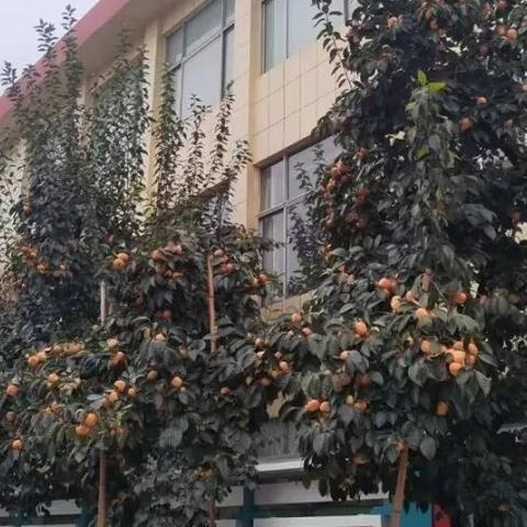 校园摘柿子，感丰收喜悦——牡丹区点将台路小学开展摘柿子活动
