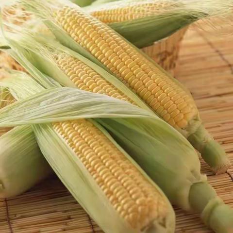 🌽《玉你相遇》