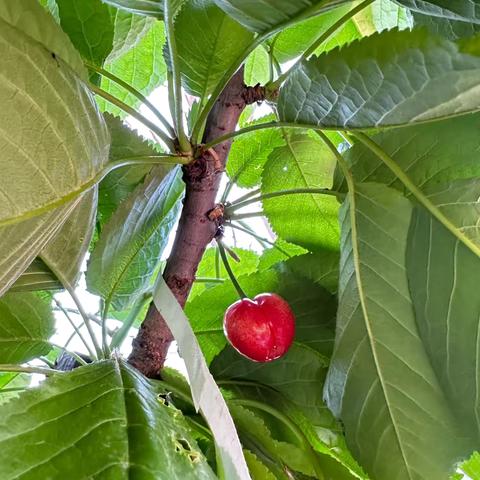 樱桃🍒熟了——民和幼儿园优音一班主题课程