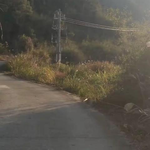 森林防火巡排查：守护绿色家园