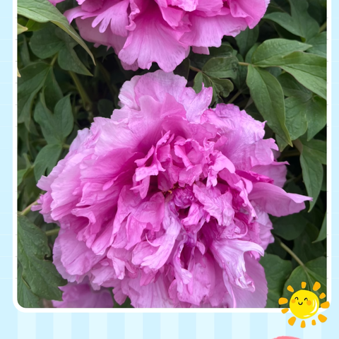 西游记之洛阳行