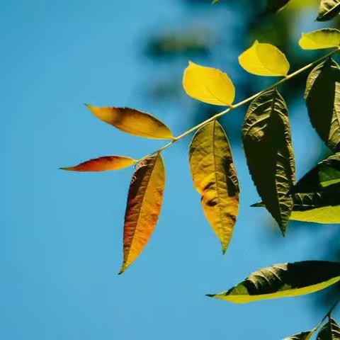 遇见初夏        葫芦丝班课堂随笔