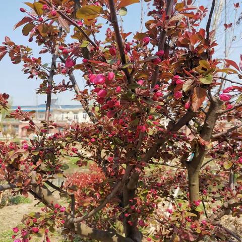 疫情防控期间在家的我，邱集中心小学五（2）高成云