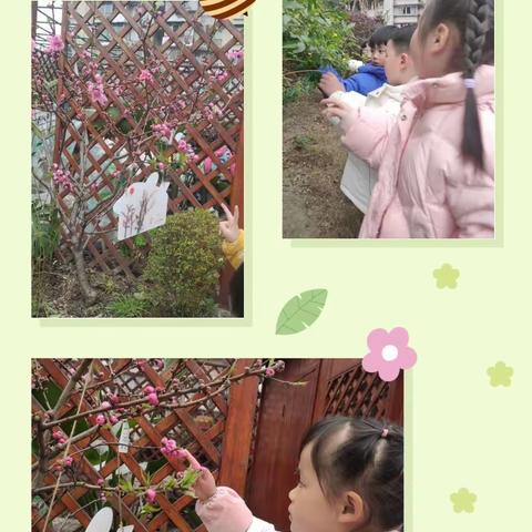 你好    芽苞苞