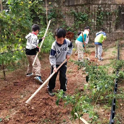 "劳动砺心志，实践促成长"——洪岩镇历居山小学劳动实践活动