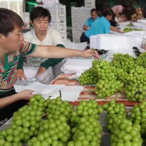 河北晋州：葡萄成熟采收忙