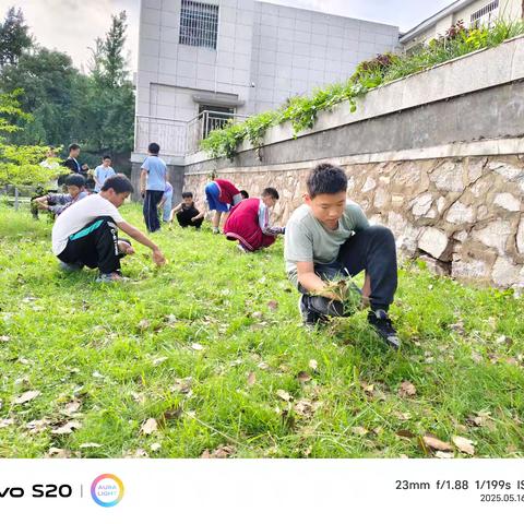校园 “美容师”来了！ 张家湖小学党带队“除草大作战” 擦亮校园底色