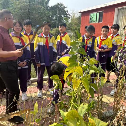 【强镇筑基】实践中收获      体验中成长———车辋镇中心小学劳动实践基地收获纪实