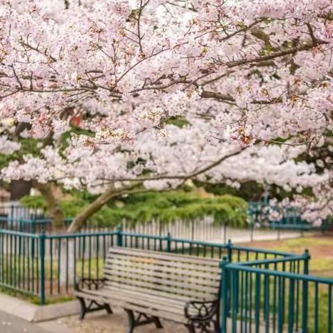 从青岛到德国: 送你一场春日限定的浪漫