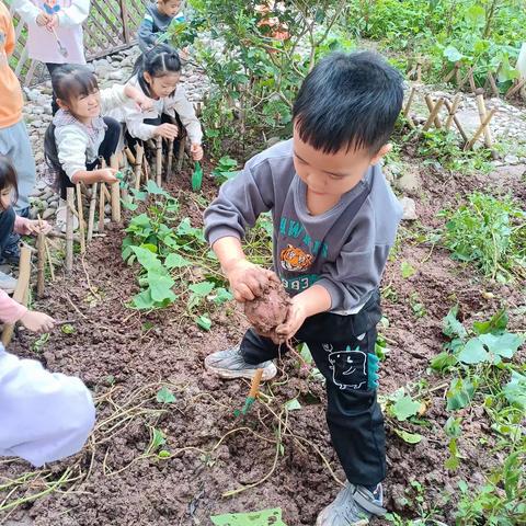 种植乐