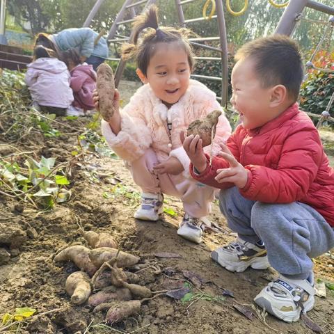 “薯”你有趣—斑鸠店镇中心幼儿园中班班本课程