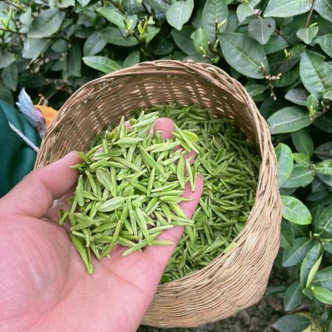 【金桥寺·君味春茶】
