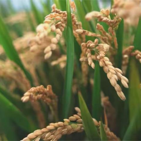 春雨幼稚园传统节日篇 秋分    知识分享