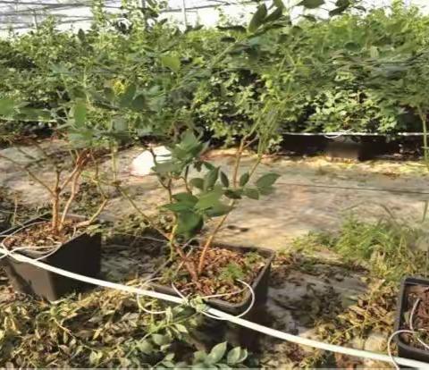 蓝莓基质栽培修剪技术要点（吉农孙海悦）