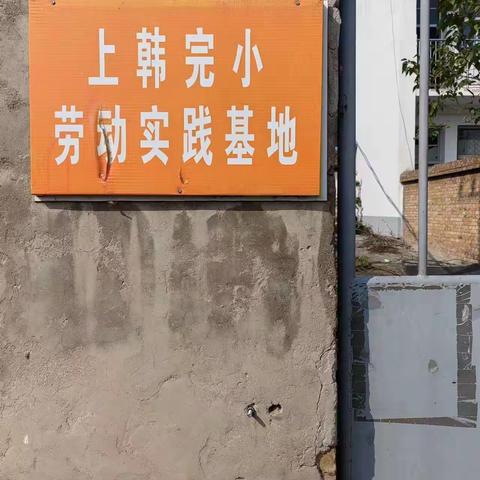 相约金秋，劳动最美——上韩完小学校劳动实践活动