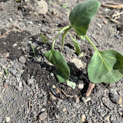 一颗小苗，一片春天。心连芯幼儿园启航二班种植记。