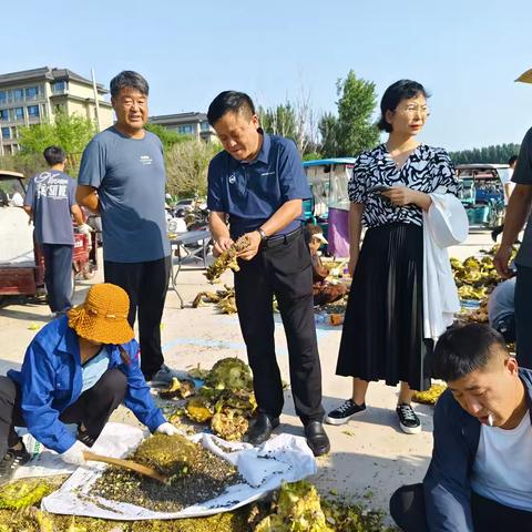 以“劳”树徳，以“劳”增智，以“劳”健体，以“劳”育美——开封市杏花营中学开展收油葵劳动实践活动