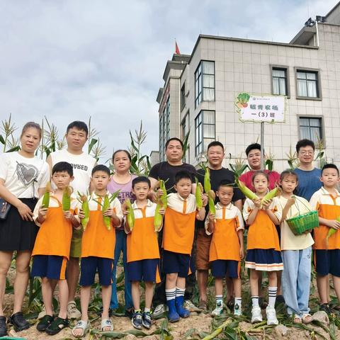 与你相“玉”———熟溪小学一（3）班花儿朵朵中队玉米丰收记