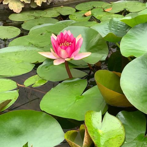 我的小院生机盎然