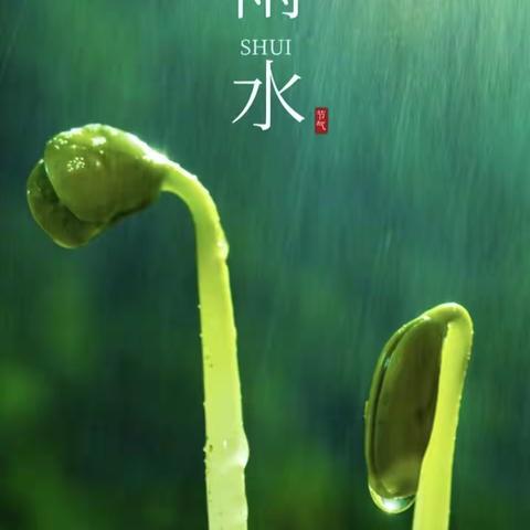 💦雨水至，春意晓——二十四节气之雨水【王子岛幼儿园】