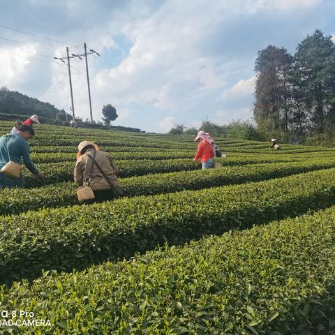 一片绿海好风光，以茶创收致富强