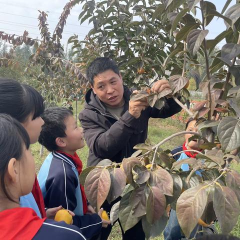 校园柿子红 采摘乐无穷—沁阳市第二小学东校区柿子采摘实践活动