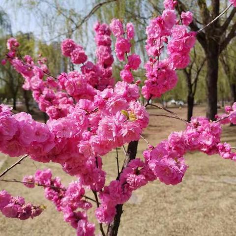 聚力赋能，蓄力待发-–记泉波中心小学数学示范教学