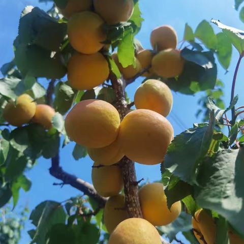 “银白果香·萌鹅童趣”——梅园夏日采摘奇遇