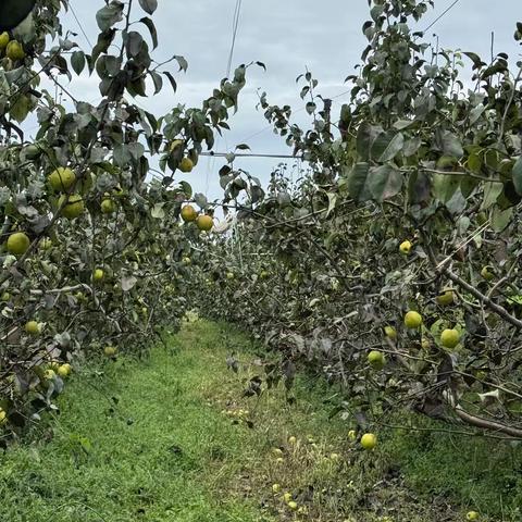 【把秋天，装进瓶子里】 ——梅园丰收季·师幼研学特别活动