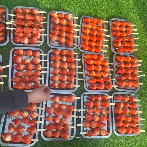 “莓”好元宵·甜润童心——昌盛青少年宫2026新春闹元宵暨农耕研学体验营报名通知