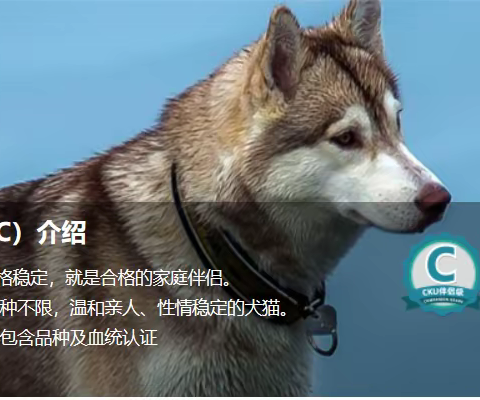 梅兰犬舍幼犬等级划分