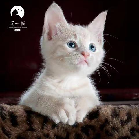 与猫同行，在“又一猫”留下爱的印记