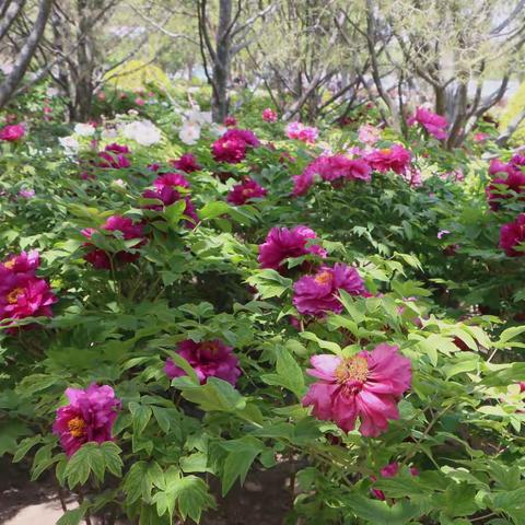 莲花公园看牡丹 2025.4.17.