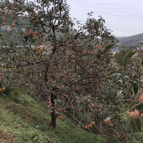 又到一年好“柿”节