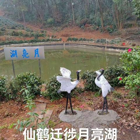 仙鹤迁徏月亮湖