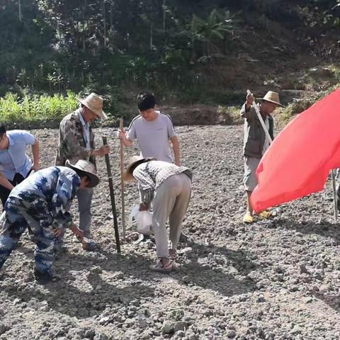 红毛镇罗解村充分发挥党员带头  党建引领作用—助力粮食增产增收