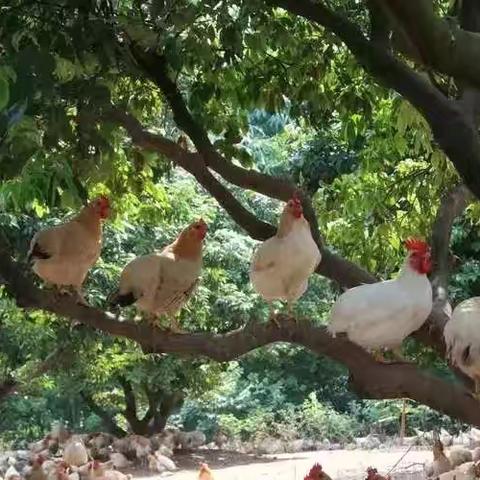 动物黄金----黃花梨鸡 美味极品---牛奶猪