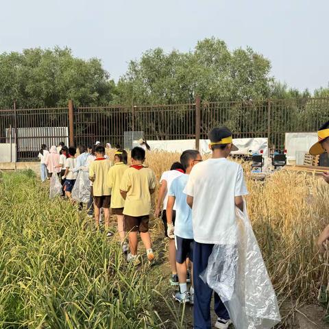 风吹麦浪收割忙，田间劳动促成长 ——北京小学通州分校芒种收小麦实践活动