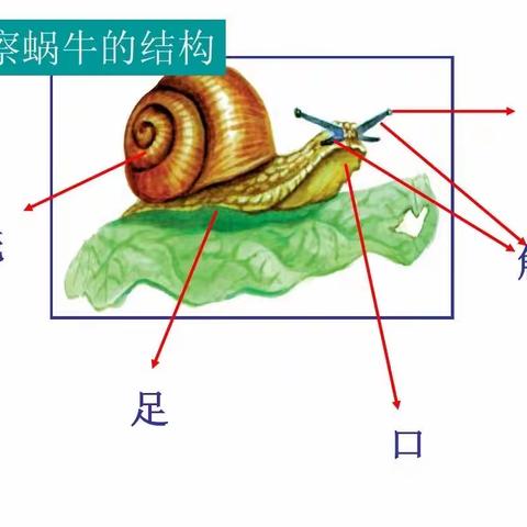 给蜗牛建个新家