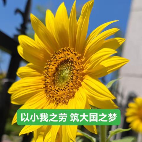 打扫美丽庭院，共建魅力家园