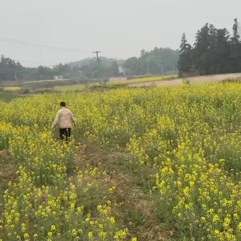踏青活动