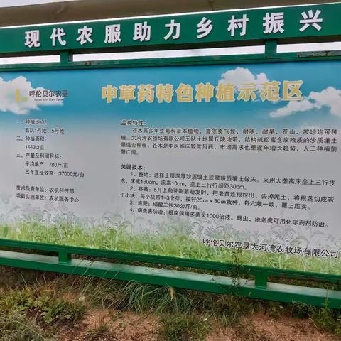 北苍术引领呼伦贝尔农垦种植结构新未来