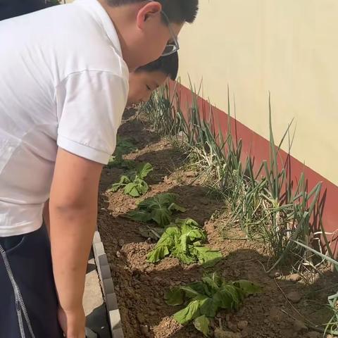 三四年级特色种植观察香葱